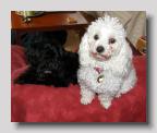 2 Perfect Dogs